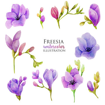 Watercolor purple freesia flowers set, hand drawn isolated on a white background