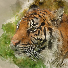 Digital watercolor painting of Beautiful portrait of tiger Panthera Tigris walking through long grass in vibrant landscape