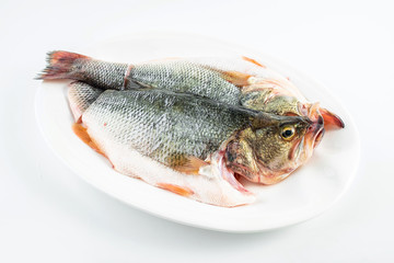 a freshly cut squid placed on a white plate