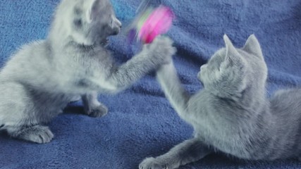 Close-up of a thoroughbred russian blue kittens on a blue background. Recorded on Blackmagic camera in Raw format.