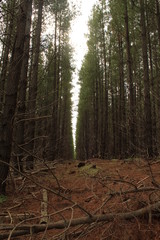 Fototapeta premium forest 