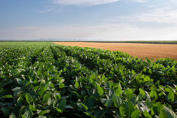 Green ripening soybean field