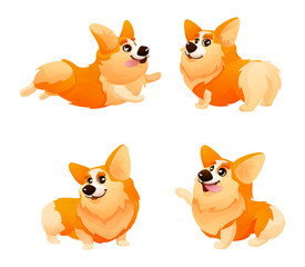 Fototapeta premium Corgi Dog with differents poses, haired puppy looks fox-like