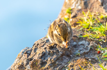 A little yellow squirrel on the edge of a cliff on Mount Emei