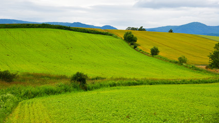 Beautiful rural scenery at summer day