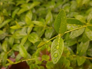Rain Drops on small Plant after a Rainstorm Macro
