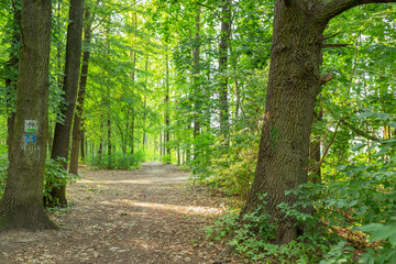 path in the forest