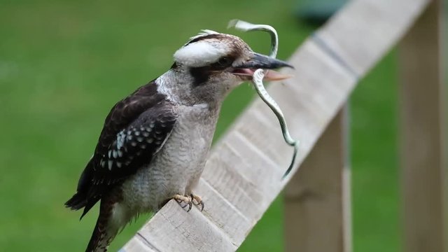 Kookaburra displaying killing of snake. Plastic toy.
