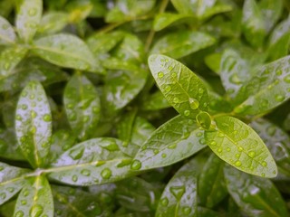 Green leaf with water drops