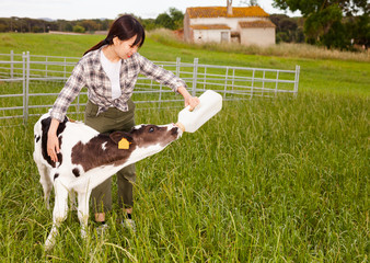 Chinese female farmer taking care of newborn calf in livestock farm