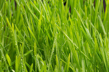 drops of dew on a green grass