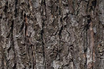 abstract natural backdrop: close up of bark of tree