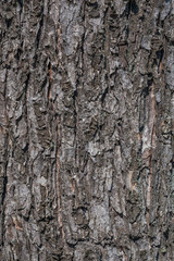 Obraz premium close up of bark of tree texture