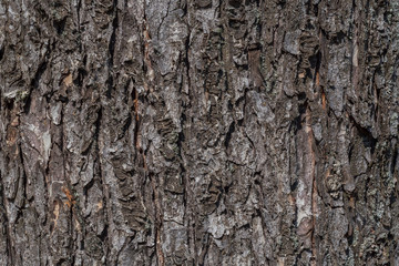 close up of bark of tree texture