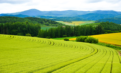 Beautiful rural scenery at summer day