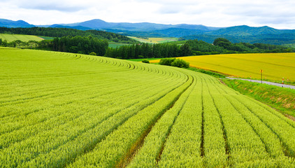 Beautiful rural scenery at summer day