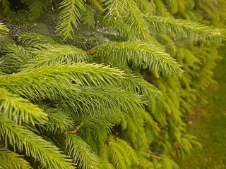 Detail of fresh spruce branch in forest
