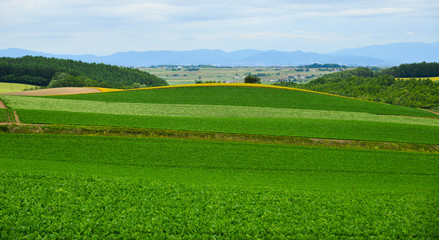 Beautiful rural scenery at summer day