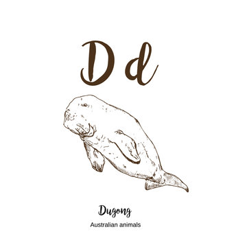 Dugong, A to z, alphabet sketch australian animals drawing vector illustration. Vintage hand drawn with lettering. Ready for print. Letter D for dugong. ABC.