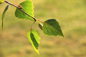Green leaf on a birch branch on a sunny background