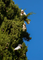 Cockatoo having lunch