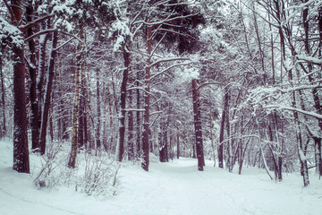 Winter landscape in a frozen forest. Snow-covered trees and a path leading down. A lot of snow on the trees and the trail.