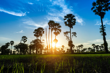 Fototapeta na wymiar Sunset sky with rice field and silhouette sugar palm tree.