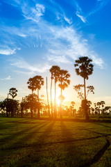 Fototapeta na wymiar Sunset sky with rice field and silhouette sugar palm tree.