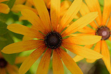 Bright yellow Rudbeckia flower in the garden