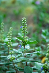 Close up of Vitex trifolia plant on the beach.