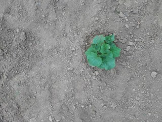 A young single plant of cucumber on dry ground. Top view