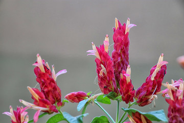 pink flowers on a background