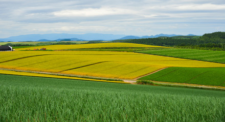 Beautiful rural scenery at summer day