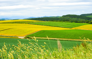 Beautiful rural scenery at summer day