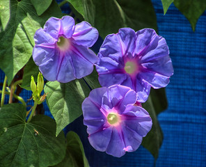 purple flower in the garden