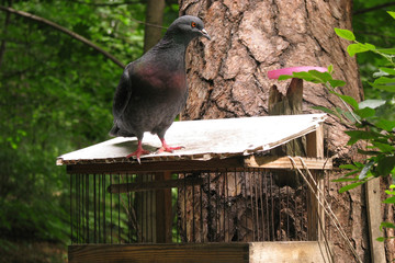 Pigeon sitting on the feeder. Wooden through for birds on the tree. Pigeon in the forest on a wooden feeder with rods.
