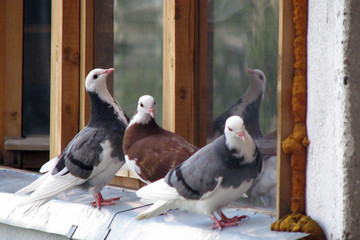 Purebred pigeons sit on the windowsill. White and brown beautiful doves flew to the balcony.