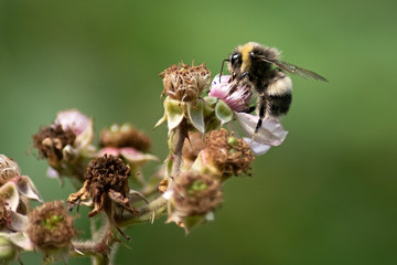 Close up of a foraging bee