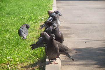 Pigeons sit in a line beside the road. Blue doves sit on the curb in summer.