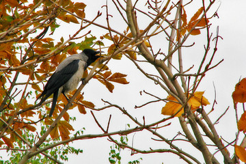 An old crow crows on a tree branch. The bird sits among the yellow autumn foliage. A crow screams on a branch of an old chestnut.
