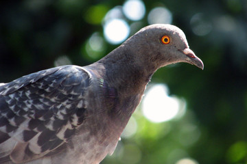 Pigeon close-up on a background of green foliage. Blue dove on a summer day.