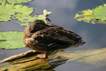 Duck sleeps sitting on a snag in the pond. Female duck sitting on a log in the lake.