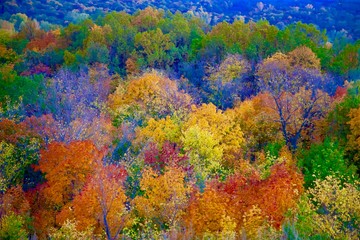 Obraz na płótnie Canvas autumn colored trees in blue filter