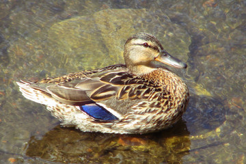 Duck sitting on a stone in the water close-up. The female ducks in a pond macro.