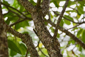 Fototapeta na wymiar branch of an exotic tree with foliage with blur