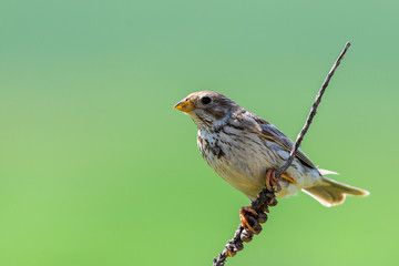The Corn Bunting or Miliaria calandra in habitat