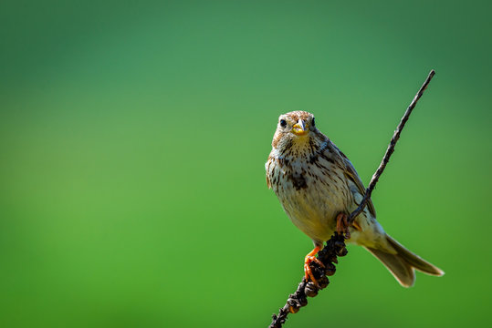 The Corn Bunting or Miliaria calandra in habitat