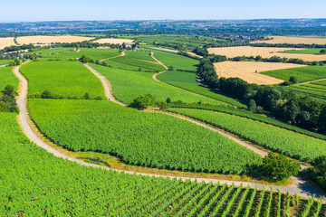 Fototapeta premium Weinberge im Rheingau von oben