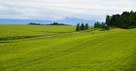Beautiful rural scenery at summer day