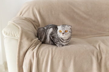 Close-up of a cute brown-eyed gray scottish fold cat sitting on the couch and exploring a new apartment. Housewarming concept for animals.